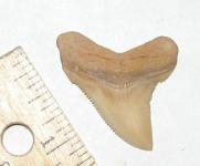 Juvenile Angustidens Shark Tooth